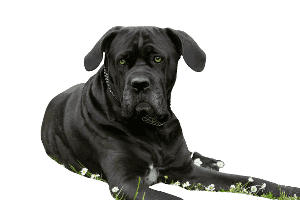 Best Dog Foods for Black Cane Corso