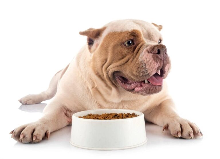 Best Dog Foods for the American Bully in 2023