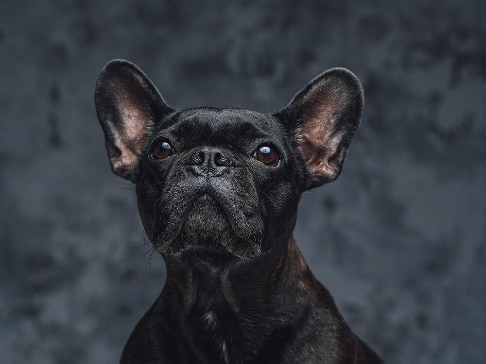 Black French Bulldog: Info, Traits & Facts - Pethubss