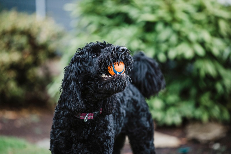 Black Labradoodle: Facts, Origin & History