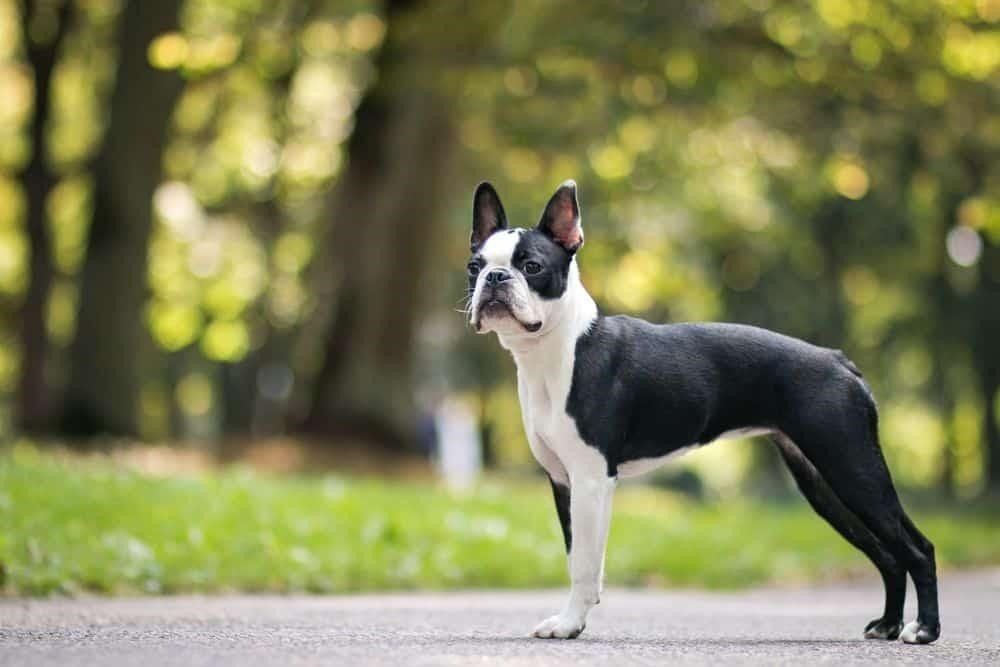 Blue Boston Terrier: Facts, Origin & History