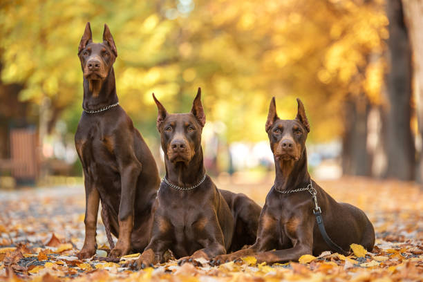 Beautiful Brown Doberman: Origin, Facts, & History