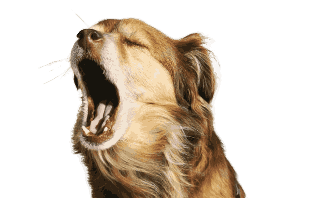 Gagging or Dog Dry Heaving? What You Can Do to Help