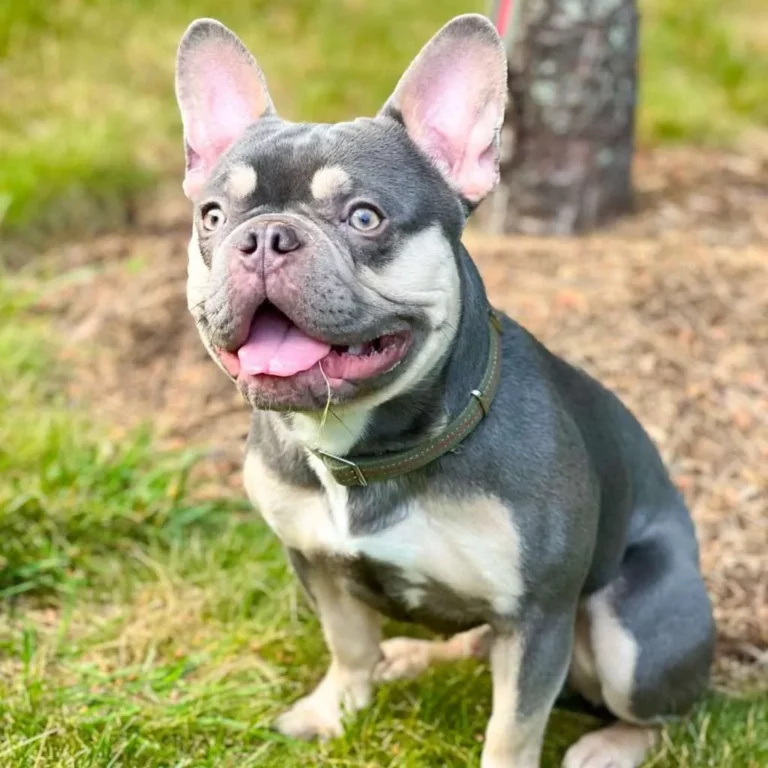 Merle French Bulldog: Everything to Know