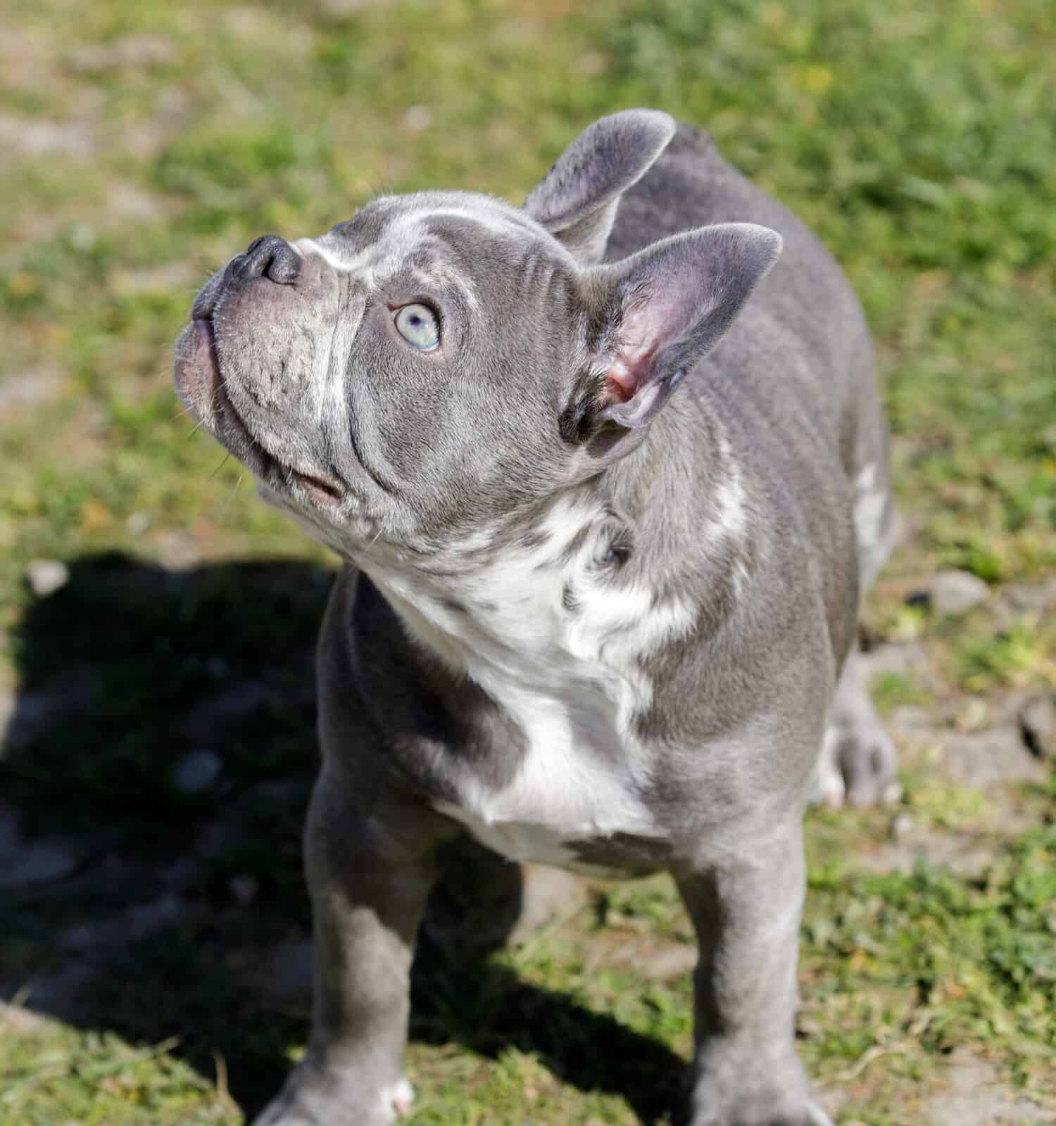 Merle French Bulldog: Everything to Know