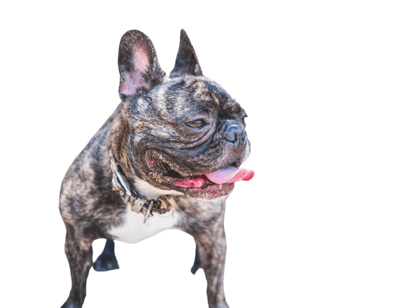 Merle French Bulldog: Everything to Know