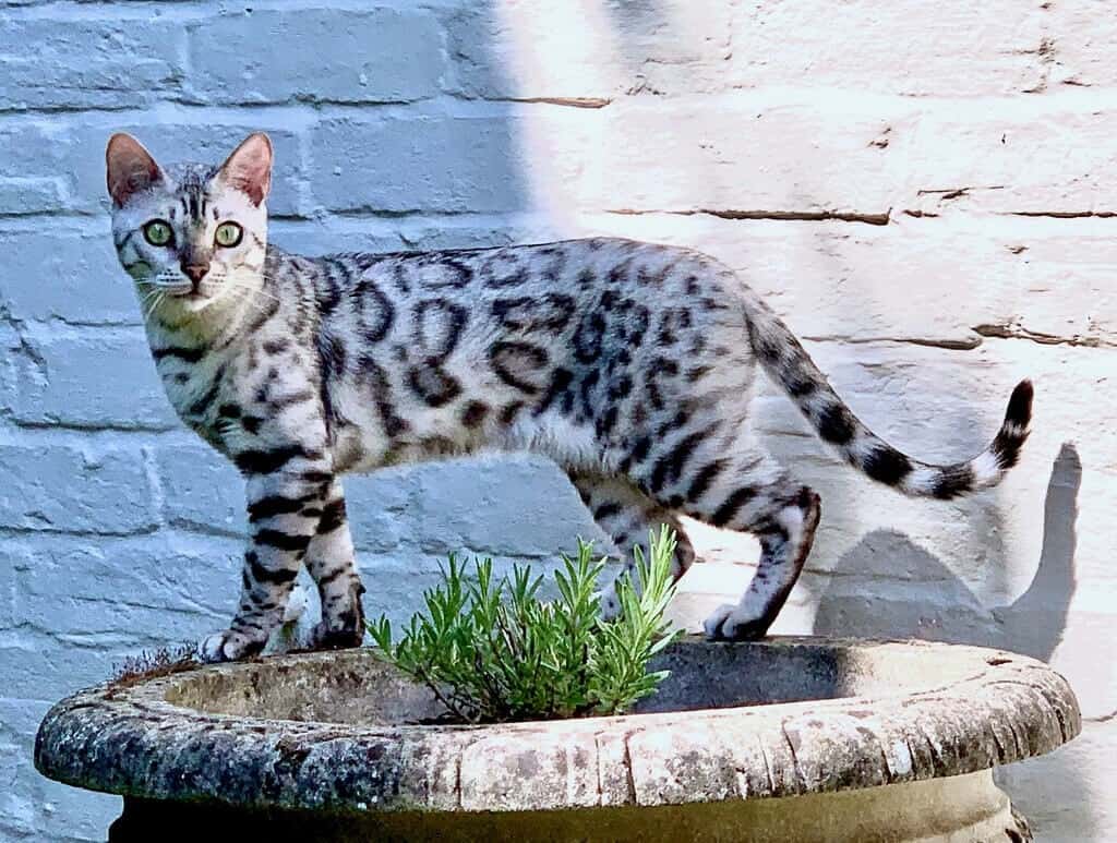 Silver Bengal Cat: Captivating Facts, Fascinating Origin & Rich History ...