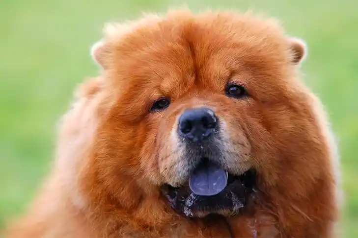 Unraveling the Mystery Dog Breeds with Stunning Blue Tongues