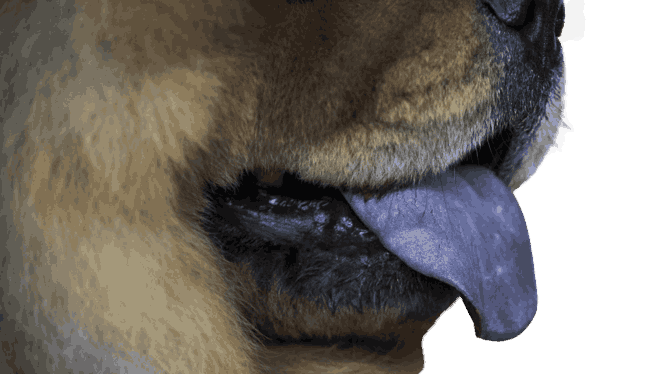 Unraveling the Mystery: Dog Breeds with Stunning Blue Tongues