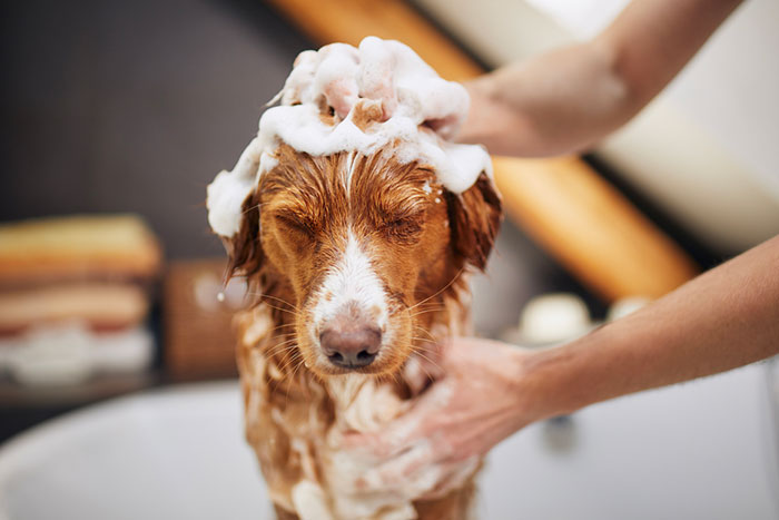Select Best Flea Shampoo for Dogs Best Flea Shampoo for Dogs