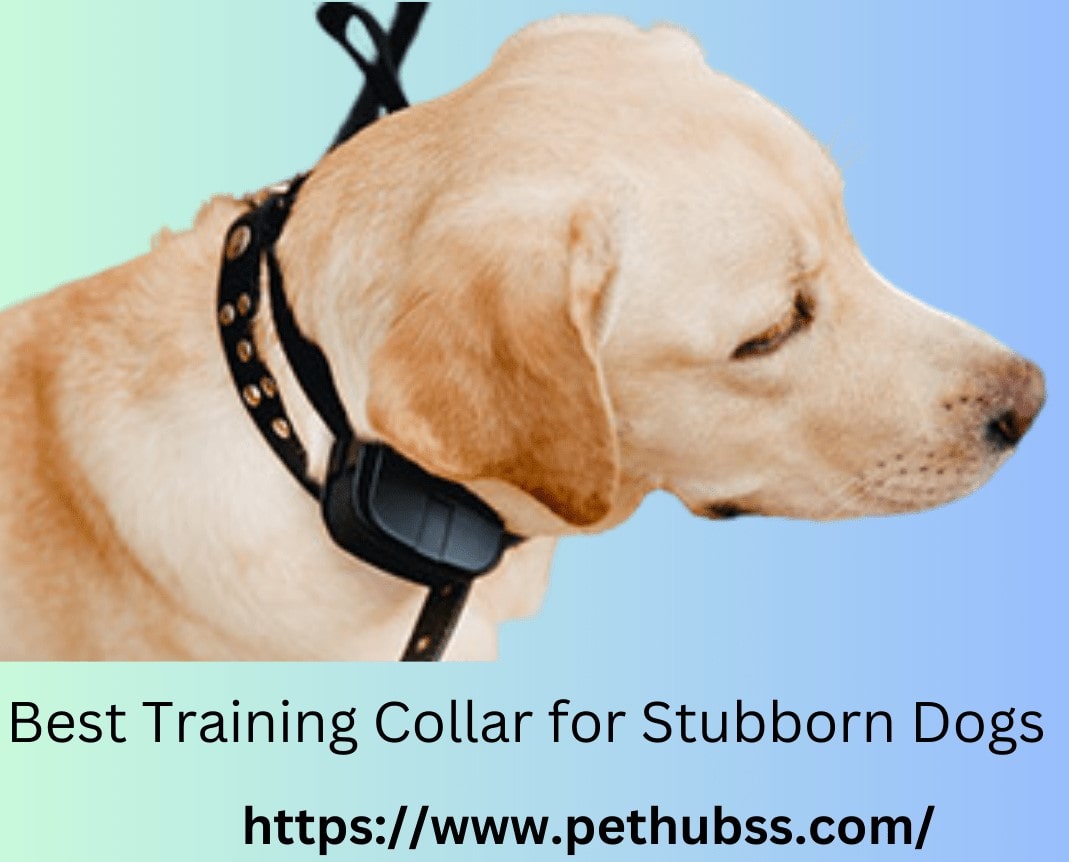 Best Training Collar for Stubborn Dogs A Comprehensive Guide (2)-min