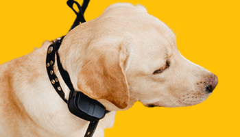 Best Training Collar for Stubborn Dogs: A Comprehensive Guide