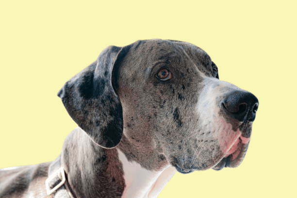 Blue Merle Great Dane Facts, and History