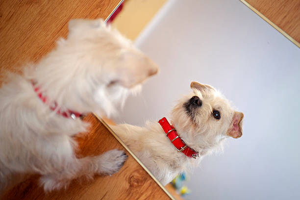 Can Dogs Recognize Themselves in a Mirror