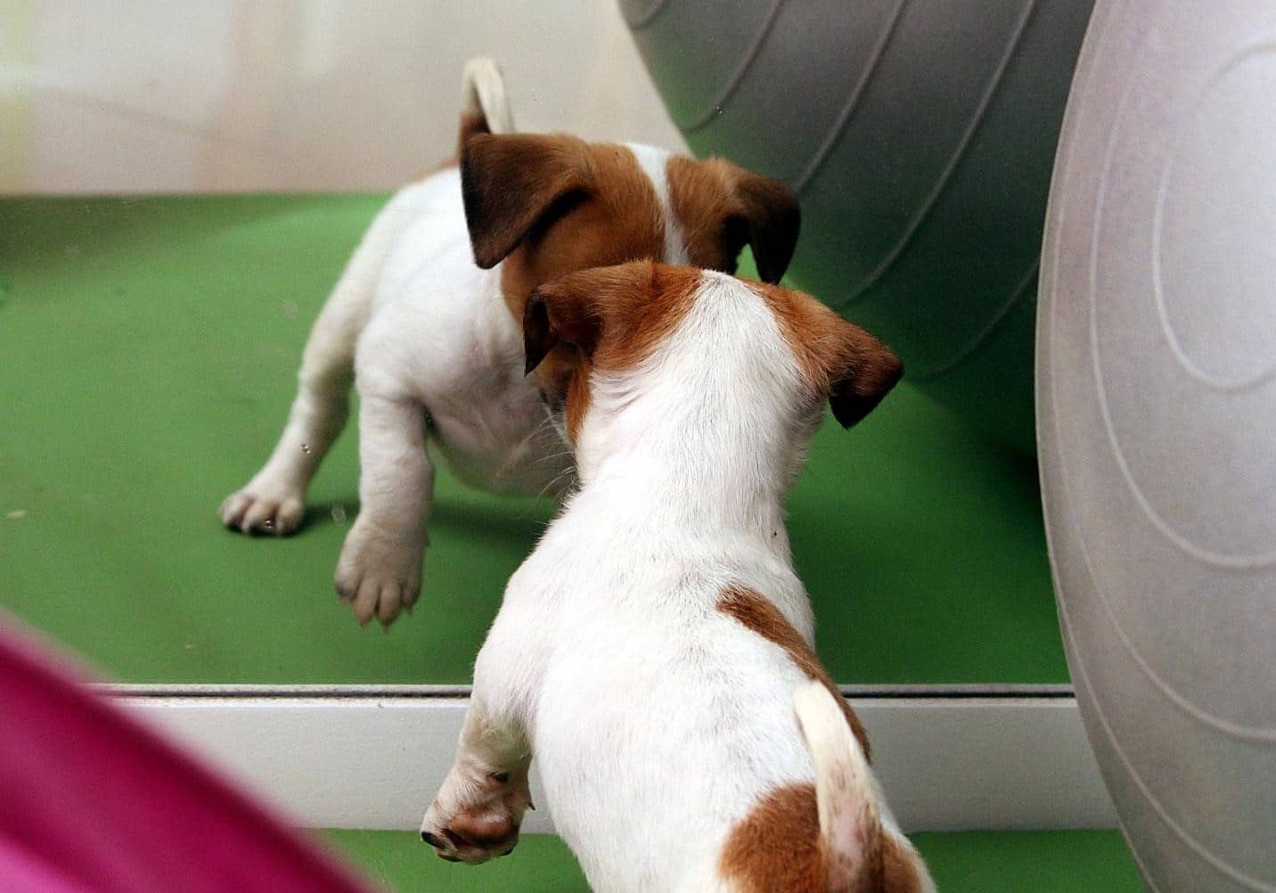 Can Dogs Recognize Themselves in a Mirror