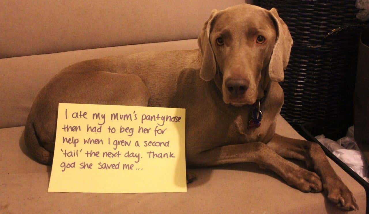 Dog Shaming Memes | Excessive Eaters, Chewers, Poopers & Humpers