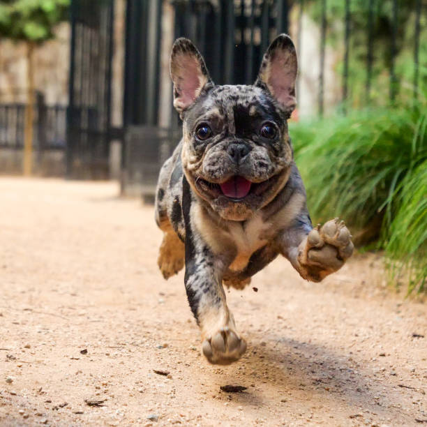 Fascinating World of the Brindle French Bulldog