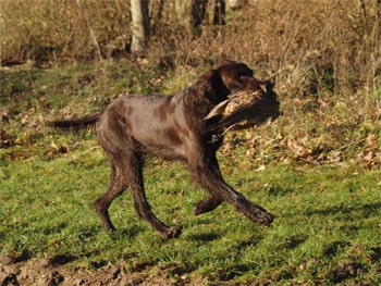 German Longhaired Pointer: Dog Breed Info & Facts
