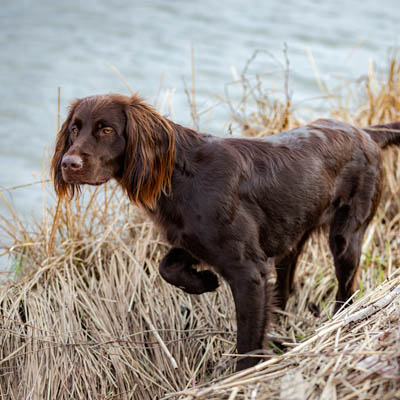 German Longhaired Pointer: Dog Breed Info & Facts