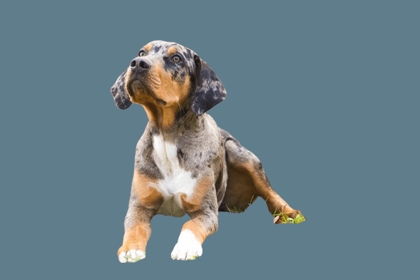 Labahoula: Info, Characteristics & Facts About Alien Dog Breed