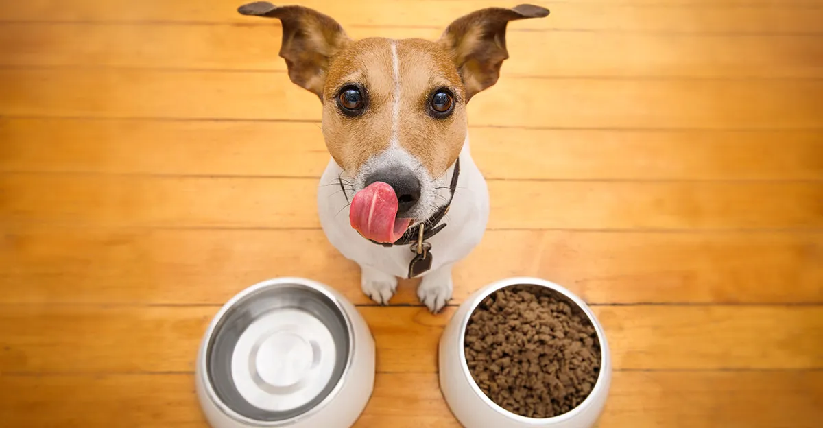 Raised Right Dog Food Review