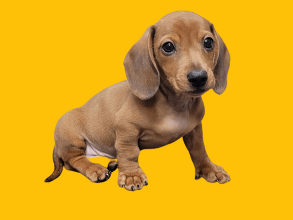 Red Dapple Dachshund: Dog Breed Info, Traits, Facts