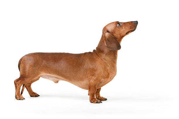 Red Dapple Dachshund: Dog Breed Info, Traits, Facts