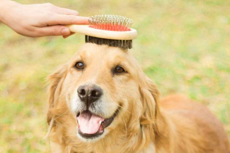 The 5 Best Dog Brush for Golden Retrievers