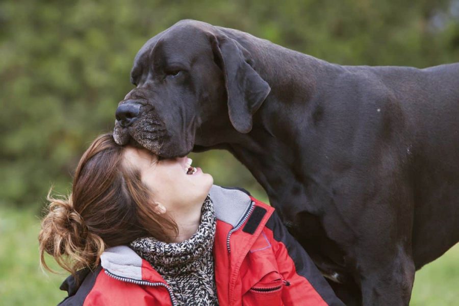 The Fascinating History of the Blue Great Dane