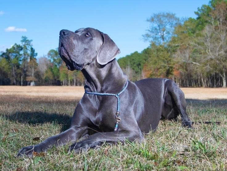 The Fascinating History of the Blue Great Dane