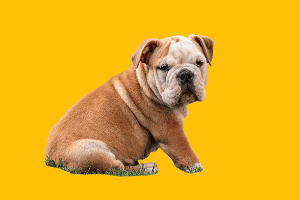 Victorian Bulldog Info, and Traits