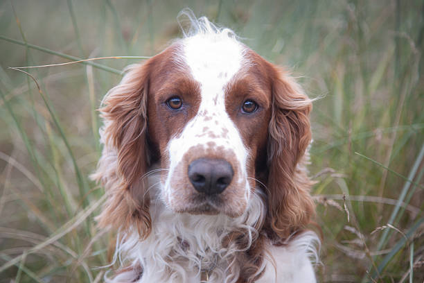 Welsh Springer Spaniel Breed Info, Puppies, Facts & Traits