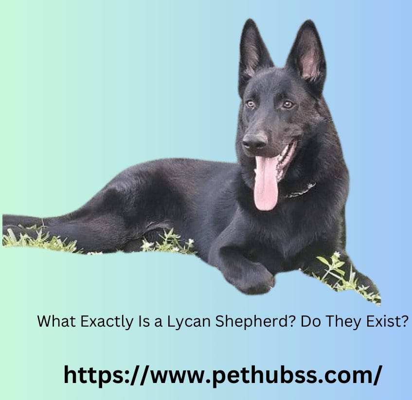 What Exactly Is a Lycan Shepherd? Do They Exist?