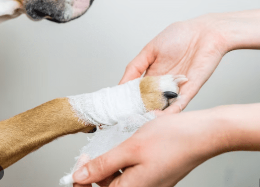 The Incredible Impact of Liquid Dog Bandage