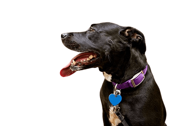 Beaded Dog Collars: A Step-by-Step Guide