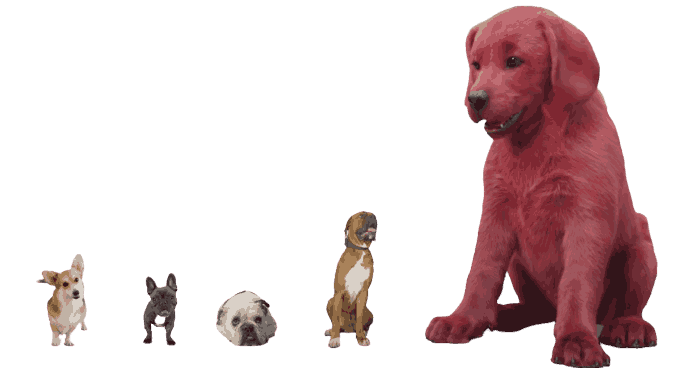 A Baby One is Called a Red Dog