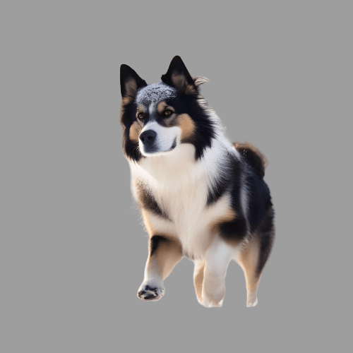 A Guide to Understanding Snow Dogs Breed