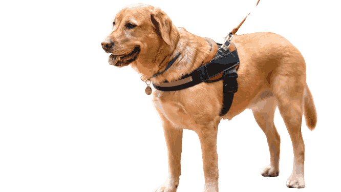 Can A Landlord Require Documentation for A Service Dog?
