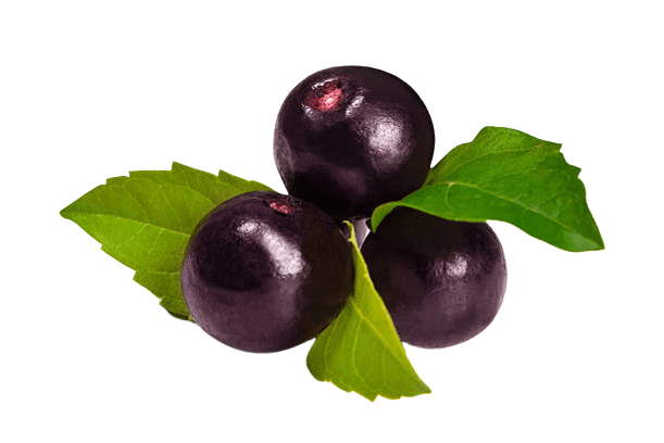 Can Dogs Eat Acai Berry Are Acai Berries Safe for Dogs