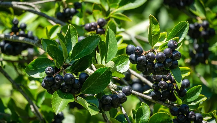 Can Dogs Eat Acai Berry? Are Acai Berries Safe for Dogs?