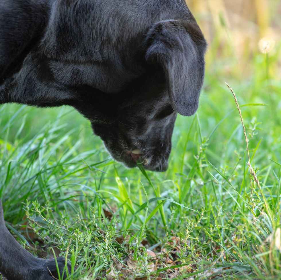 can-dogs-eat-cat-grass-pethubss