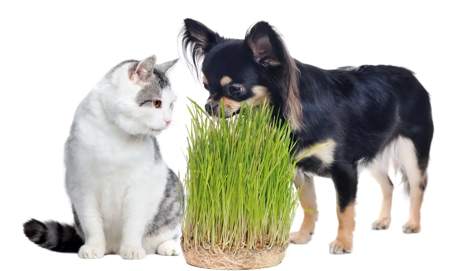 Can Dogs Eat Cat Grass?