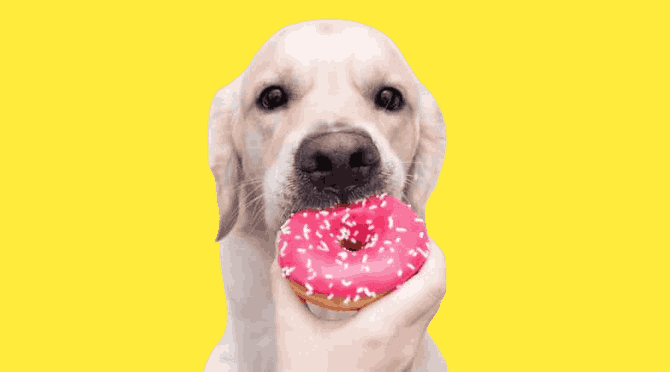 Can Dogs Eat Powdered Donuts?