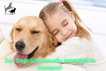 Can Dogs Get Sexually Attracted to Humans