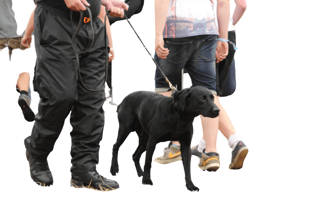 Can Drug Dogs Smell Mushrooms