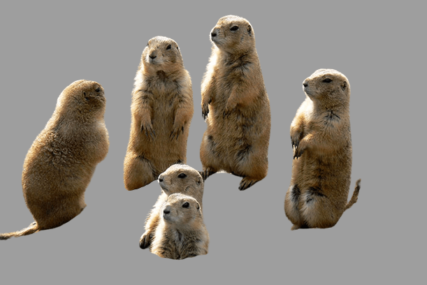 Can You Milk a Prairie Dog? Unveiling Truths and Facts