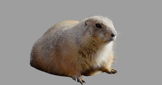 Can You Milk a Prairie Dog Unveiling Truths and Facts