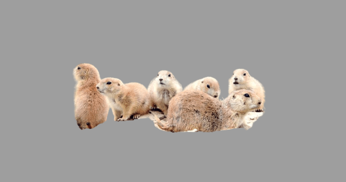 Can You Milk a Prairie Dog Unveiling Truths and Facts