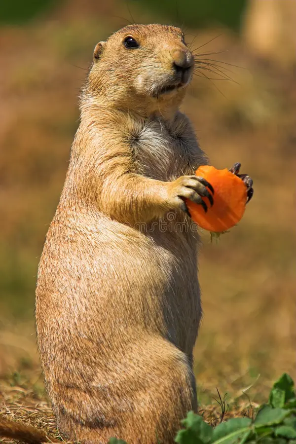 Can You Milk a Prairie Dog Unveiling Truths and Facts