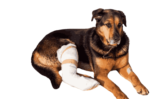 How to Massage a Dog with a Torn ACL